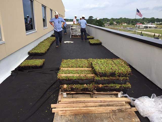 Installing the green roof