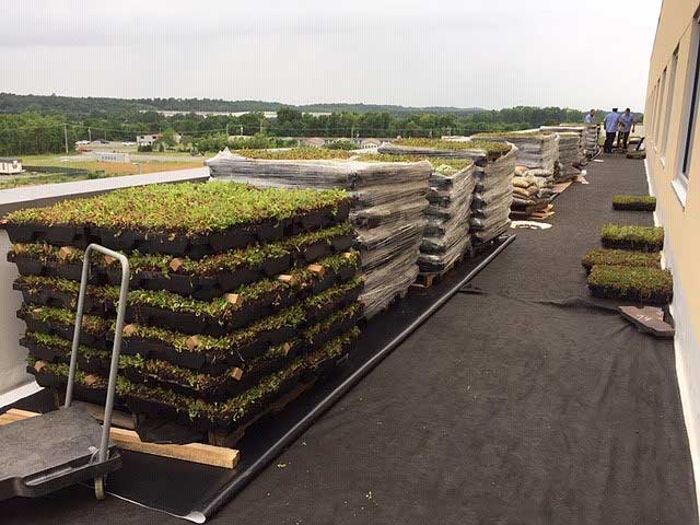 Pallets of Green Roof Material (grass)