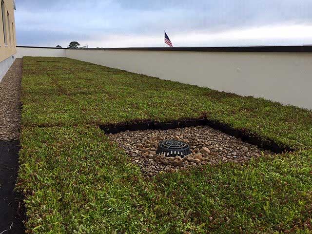 Green roof drain